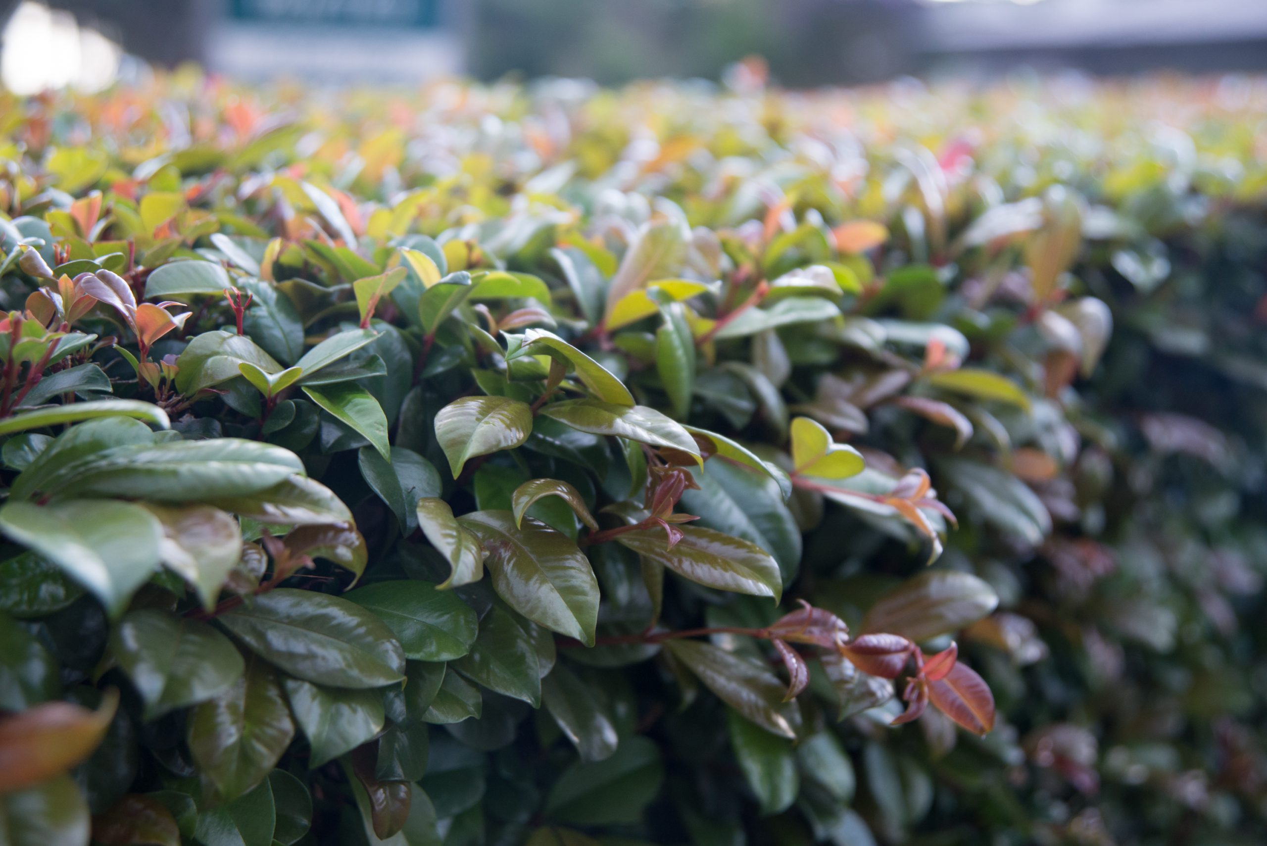 The Lilly Pilly Mistake That Turns a Hedge Into a Removal Bill